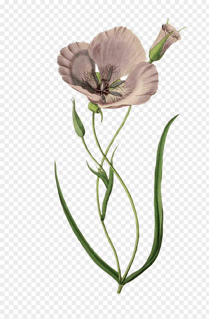 Design Poppy Printing Zazzle PNG