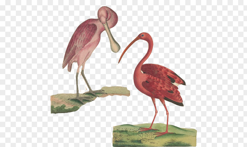 Flamingos Hand Painting Material Picture Scarlet Ibis Bird Poster PNG