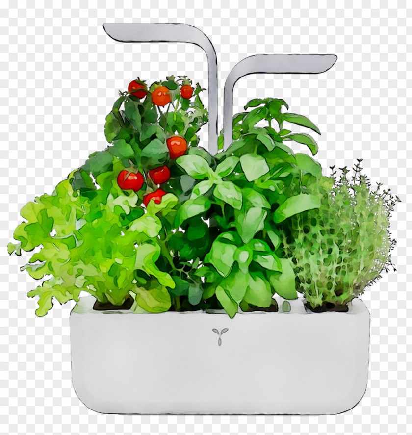 Herb Greens Product PNG