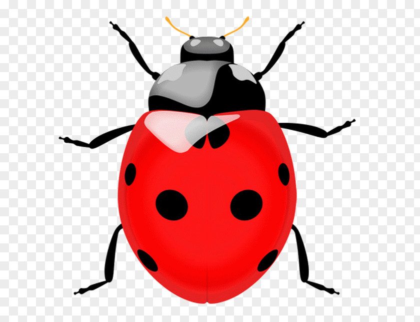 Ladybug Cartoon Lady Beetle Ladybird Vector Graphics Clip Art Illustration PNG