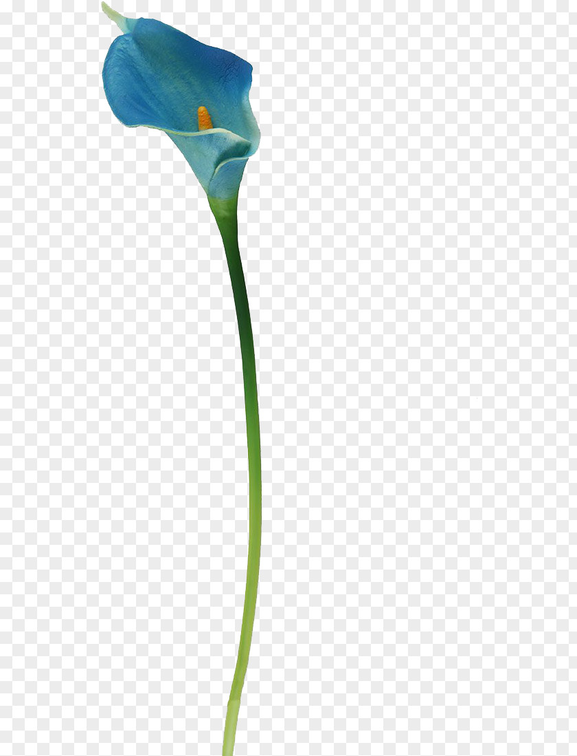 Morning Glory Arum Lily Flower Cartoon PNG