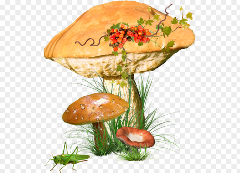 Mushroom Edible Common Poster Image PNG