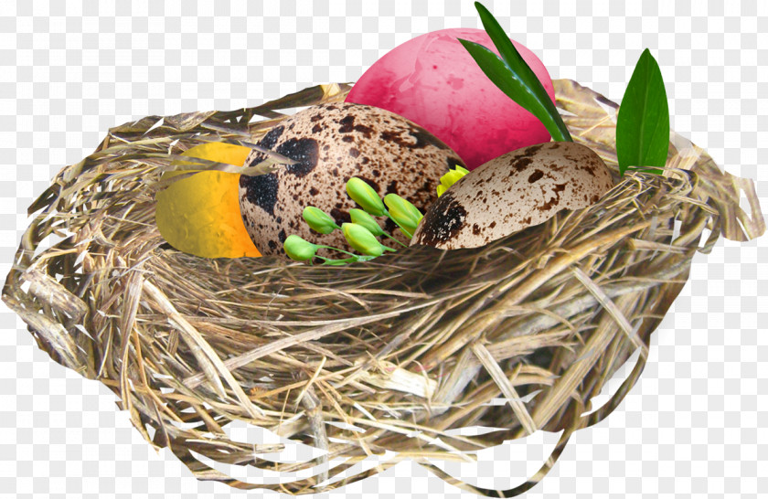 Nest Bird Easter Egg Clip Art PNG