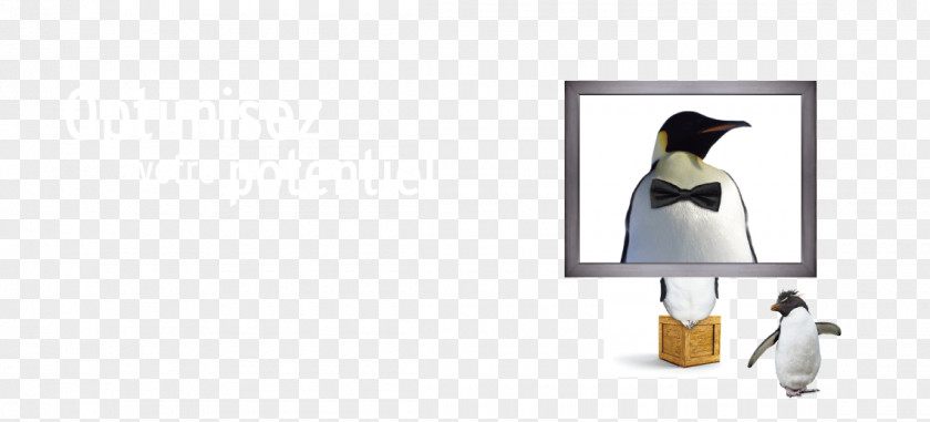 Penguin Beak PNG