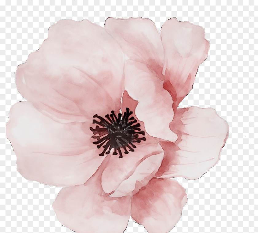 Rose PNG