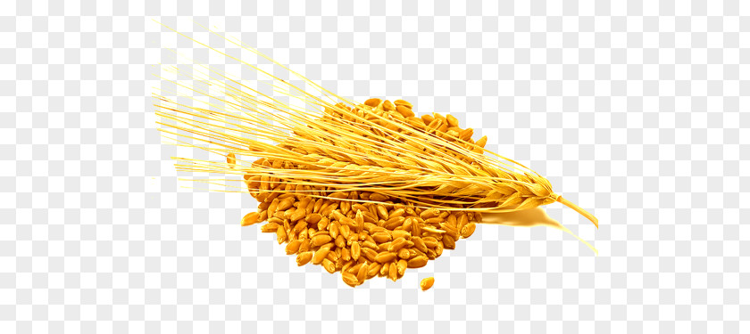 Barley Cereal Food Wheat Groat PNG