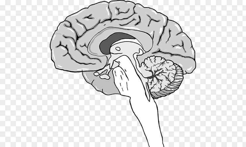 Brain Pineal Gland Melatonin Pituitary PNG