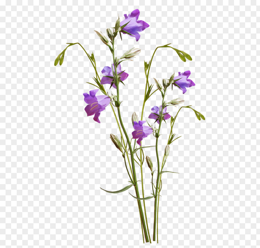 Flower Cut Flowers Lavender Watercolor Painting PNG