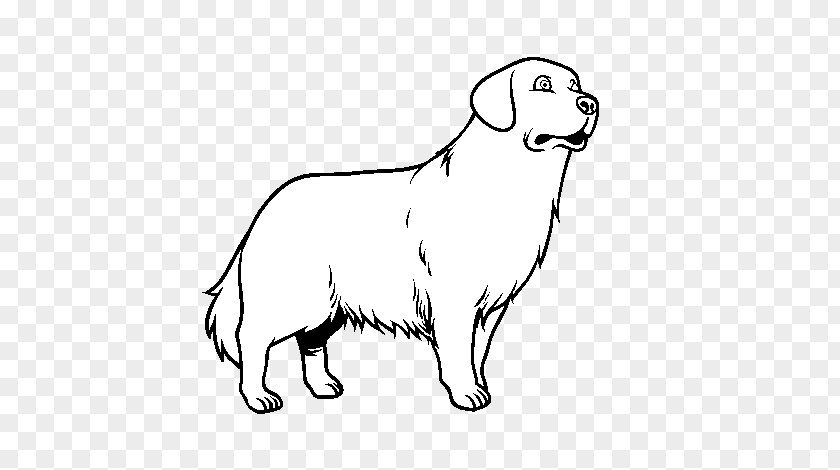Golden Retriever Puppy Coloring Book Colouring Pages PNG