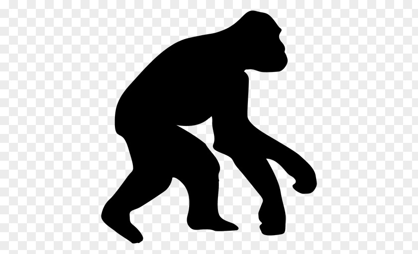 Gorilla Vector Ape Homo Sapiens Human Evolution Chimpanzee PNG
