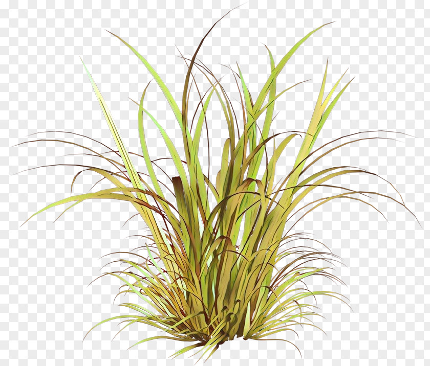 Grass Plant Terrestrial Family Houseplant PNG