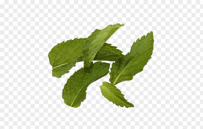 Mint Flavor Lemon Balm ESTX BA.RES.30-15 NR DL Peppermint Herbalism PNG