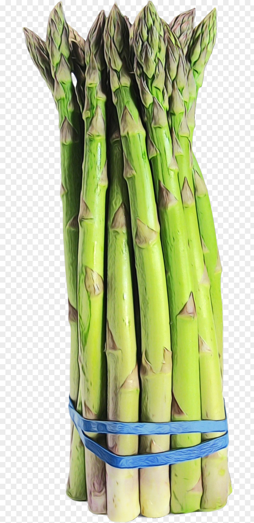 Plant Stem Bamboo Asparagus Vegetable Shoot Food PNG