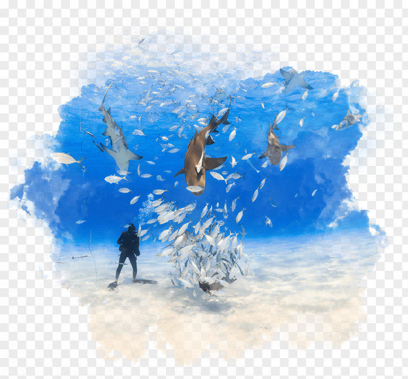 Beach Bahamas Scuba Diving Underwater World PNG