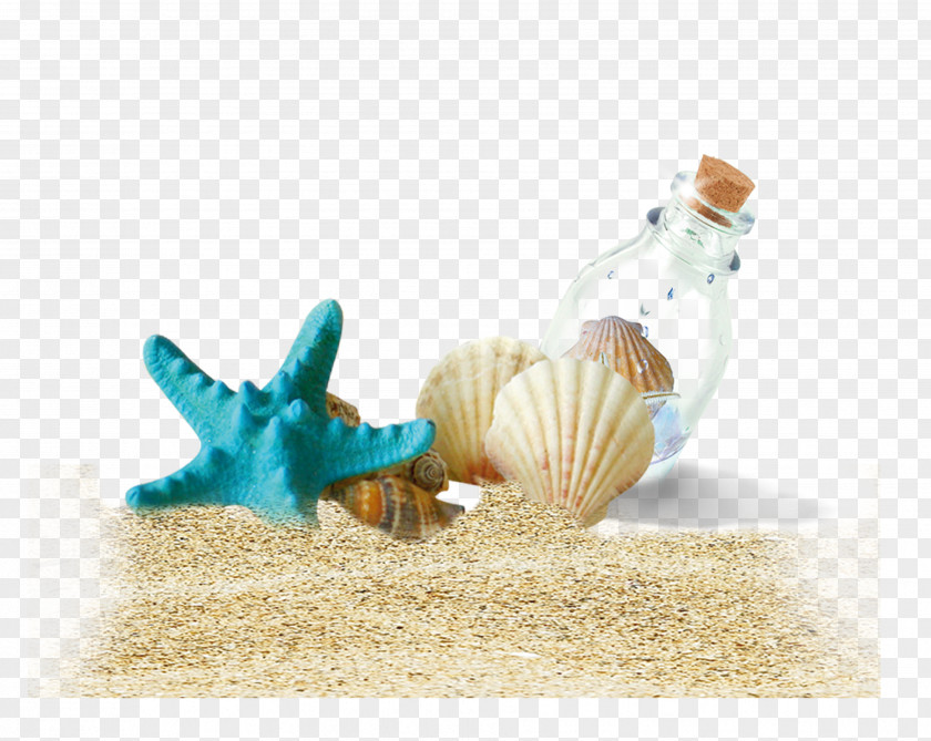 Beach Shells Drift Bottles Bottle Download PNG