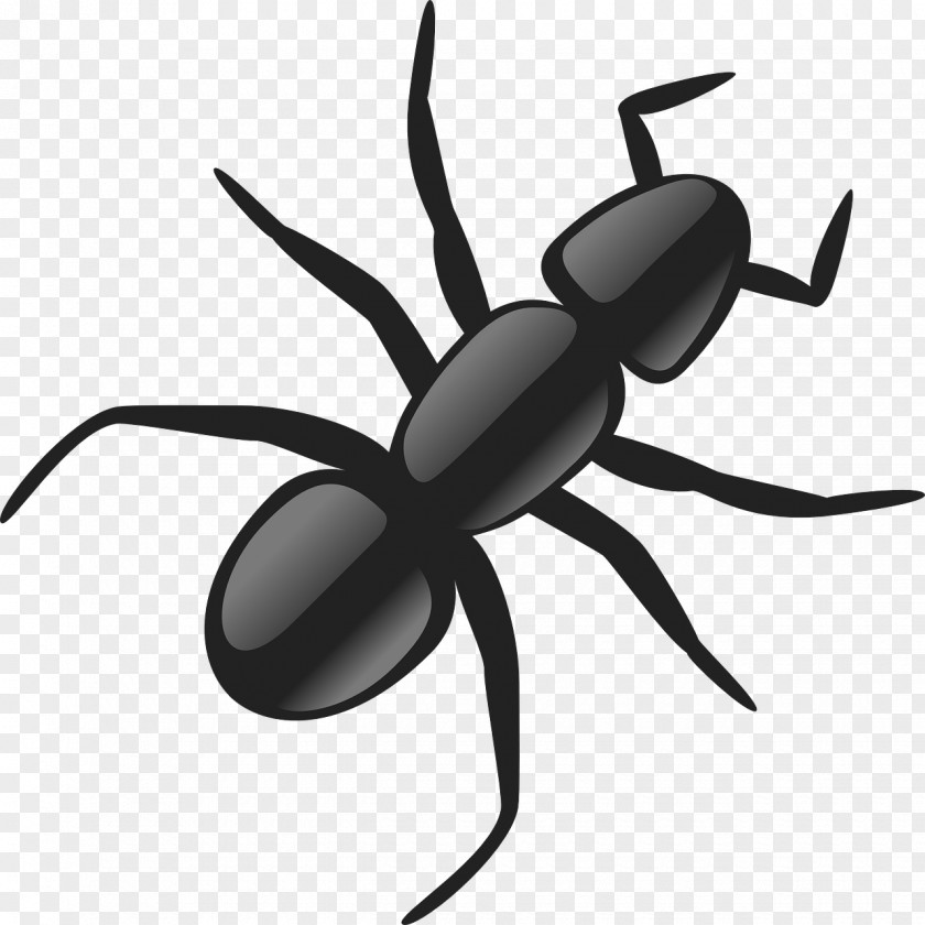 Black Ants Ant Clip Art PNG