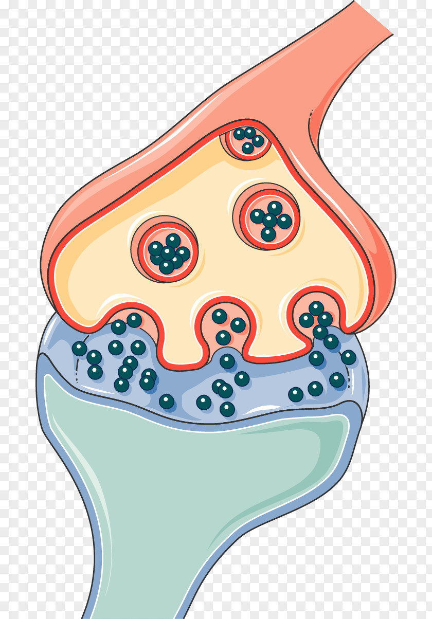 Cooky Synapse Neurology Medicine Spinal Cord PNG