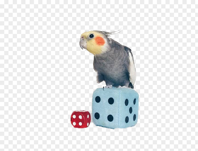 Cute Parrot With Dice Cockatiel Lovebird True Parakeet Animal PNG