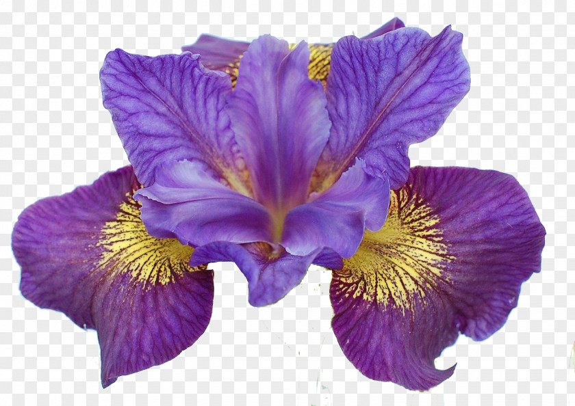 Iris Sibirica Ser. Sibiricae Flower Rainbow Plant PNG