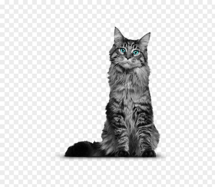 Kitten The Maine Coon Cat Himalayan That Yankee Siberian PNG