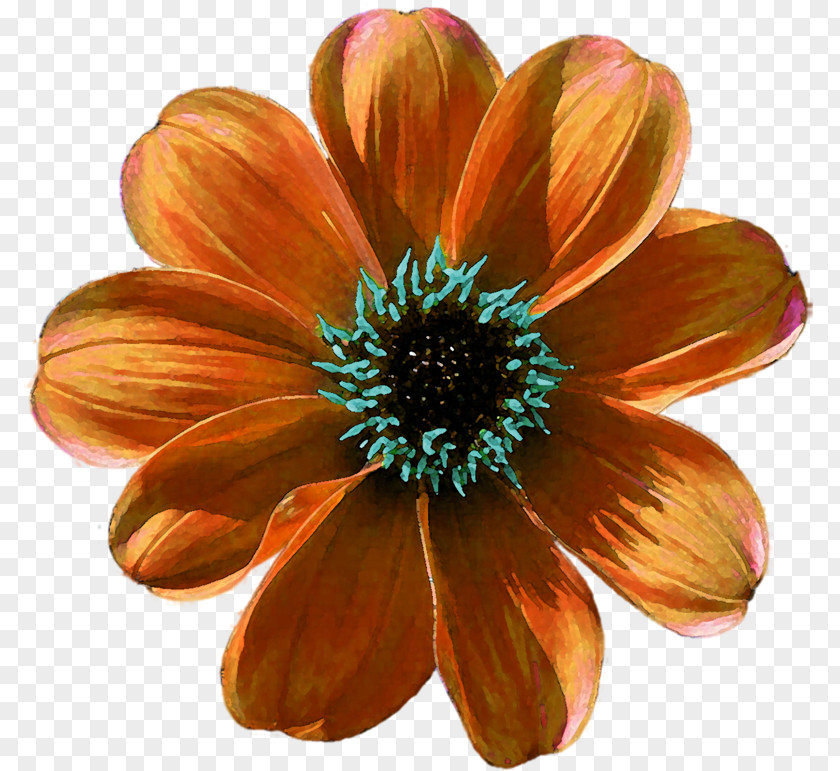 Petal Daisy Family Cut Flowers Close-up Common PNG