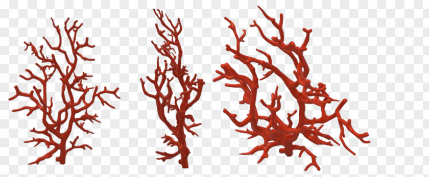 Red Coral Reef Alcyonacea PNG reef Alcyonacea, sea clipart PNG