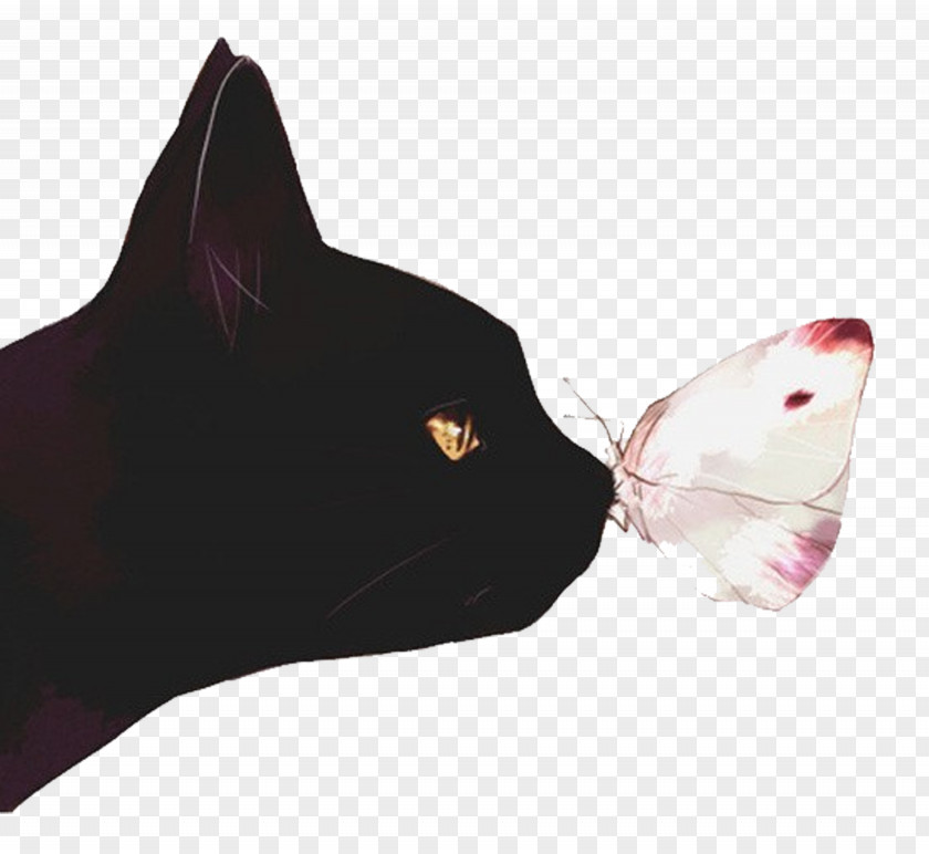 Cat And Butterfly Black Kitten Illustration PNG