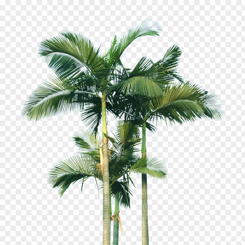 Coconut Tree Arecaceae Computer File PNG