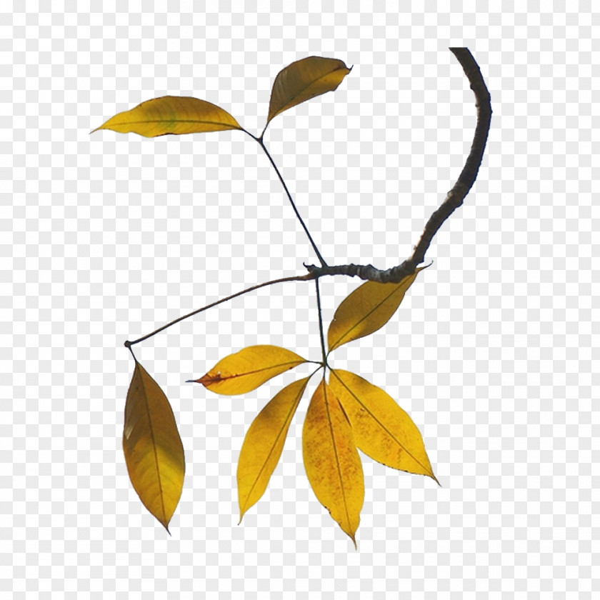 Leaf Twig Image Design PNG