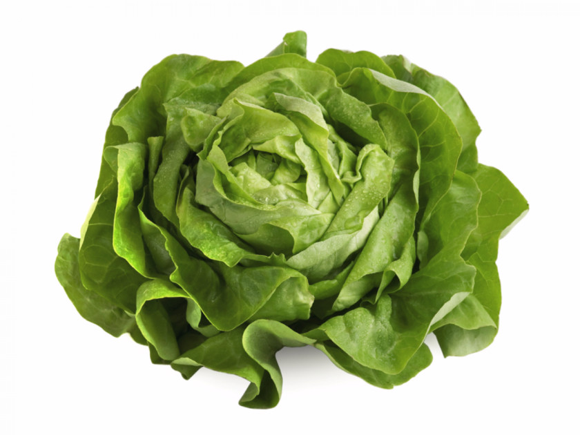 Lettuce Organic Food Iceberg Romaine Leaf Vegetable Salad PNG