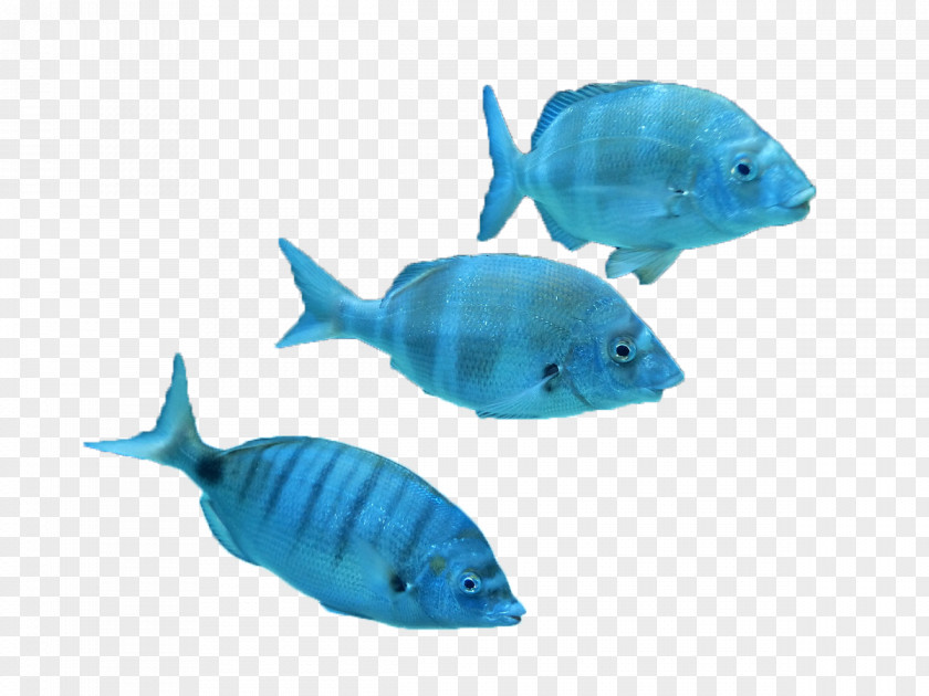 Tropical Fish Marine Biology Coral Reef PNG