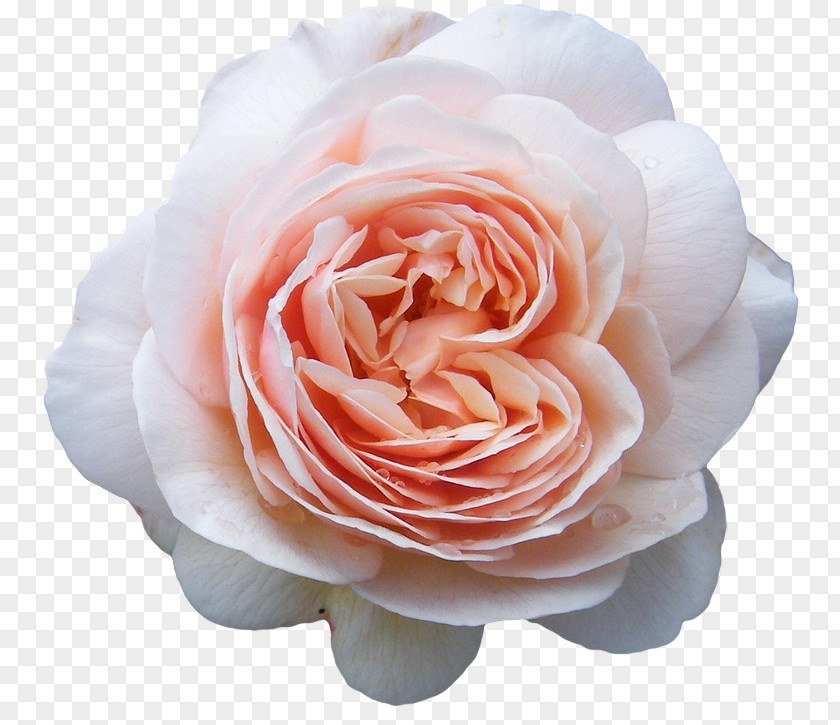 Flower Old Roses And English Blue Rose Bud PNG