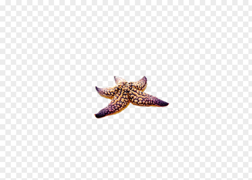 Starfish Purple Seashell Yellow PNG