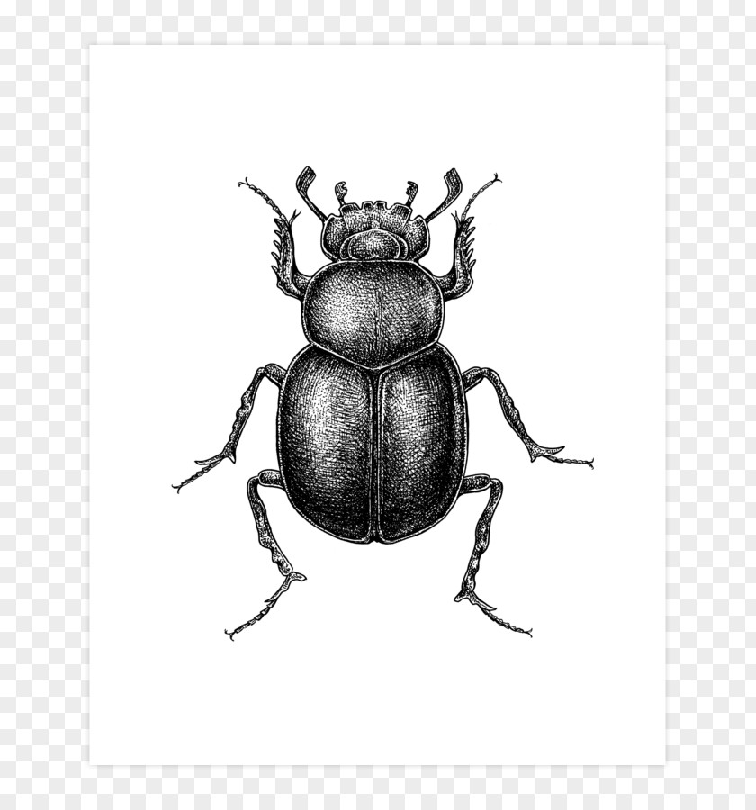 T-shirt Dung Beetle Drawing Hoodie Design PNG
