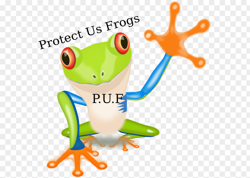 Frog Red-eyed Tree Amphibian Hylidae PNG
