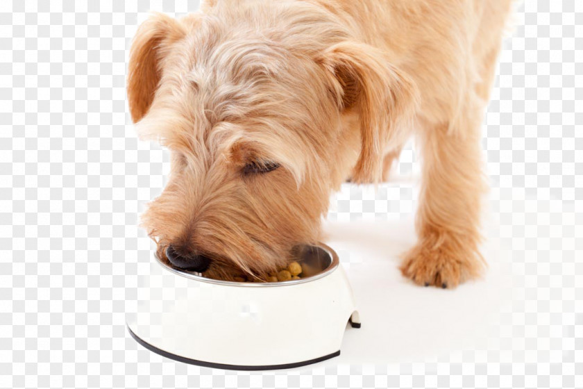 Happy Puppy Dog Meal Food Pet Eating PNG