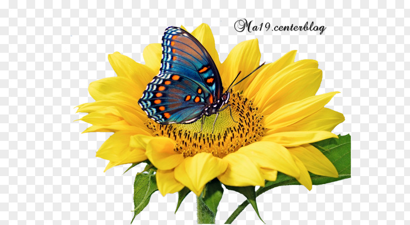 Papillon Aquarelle Butterfly Common Sunflower Image Shutterstock PNG