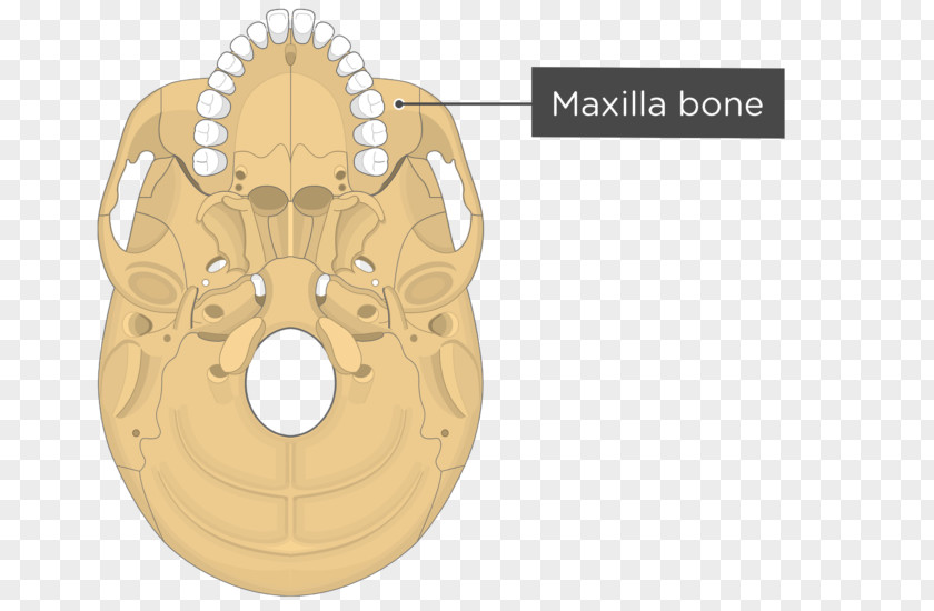 Skull Bones Pterygoid Processes Of The Sphenoid Medial Muscle Bone Lateral Hamulus PNG