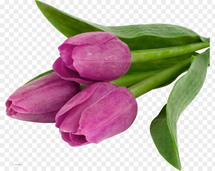 Tulip Flower Desktop Wallpaper Violet Clip Art PNG