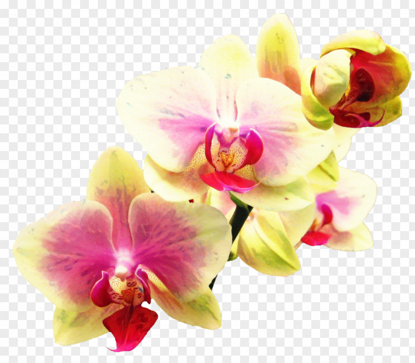 Artificial Flower Euanthe Sanderiana Bouquet Of Flowers Drawing PNG