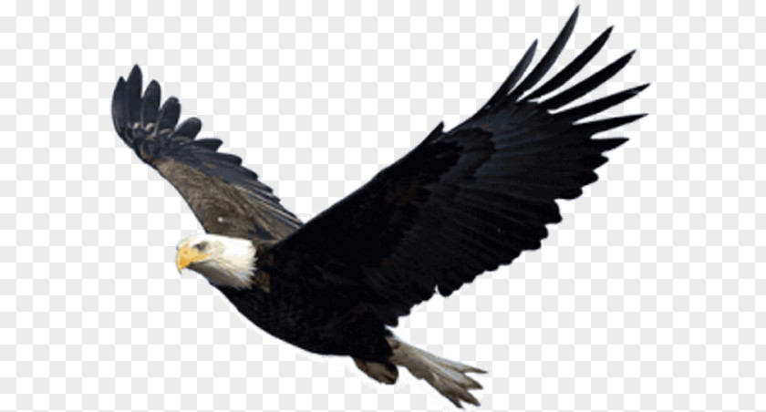 Gliding Eagle Bald PNG