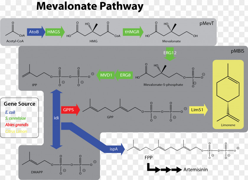 Mevalonate Pathway Limonene Mevalonic Acid Dimethylallyl Pyrophosphate Acetyl-CoA PNG