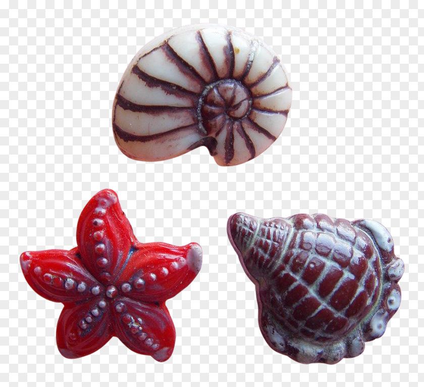 Seashell Nautiluses Conchology Jewellery PNG