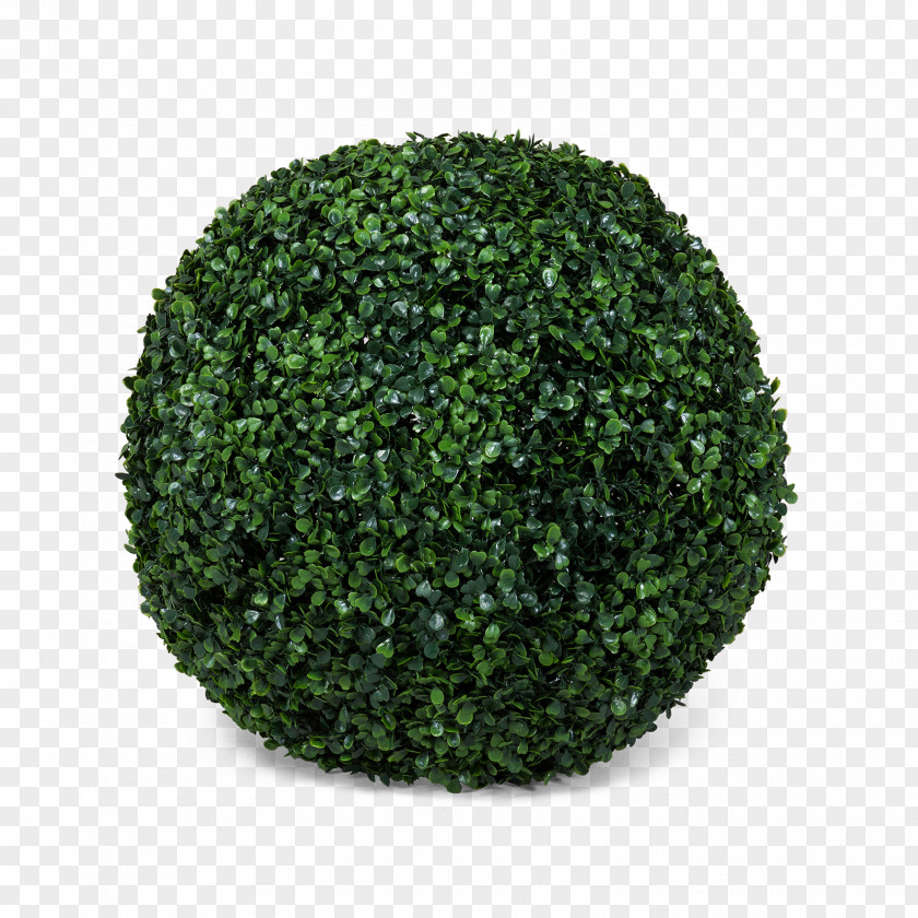 Trifolium Tree Green Shrub PNG