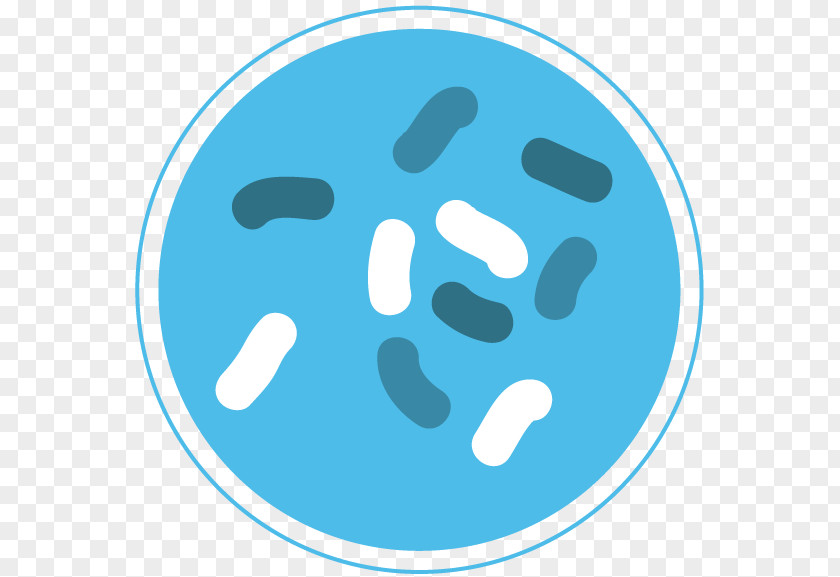 Bacteria Microorganism PNG