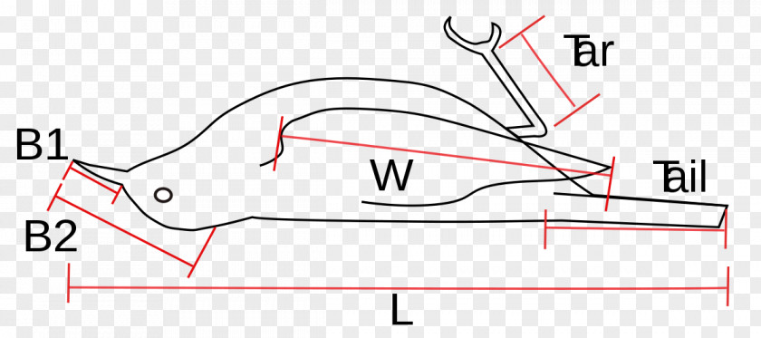 Bird Measurement Geometric Morphometrics In Anthropology Ornithology PNG