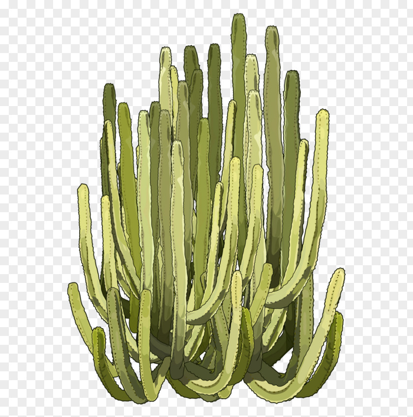Cactus Euphorbia Canariensis Succulent Plant Ingens Balsamifera PNG