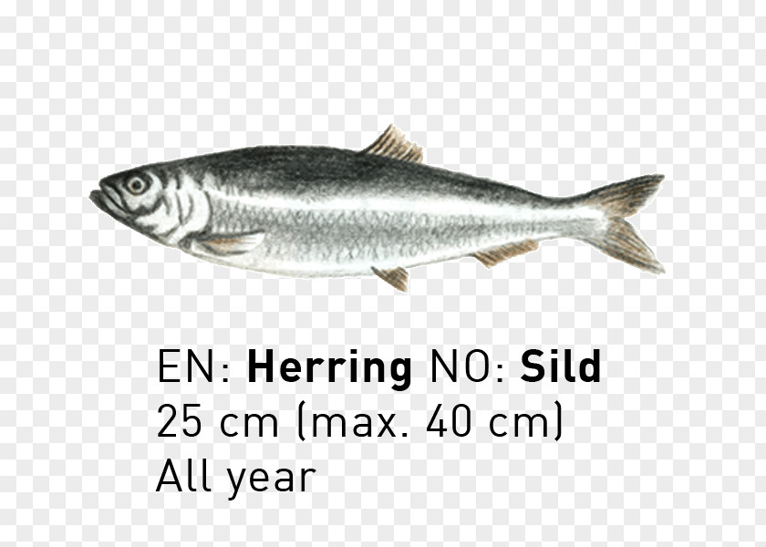 Cod Fish Sardine Coho Salmon Products Capelin Mackerel PNG