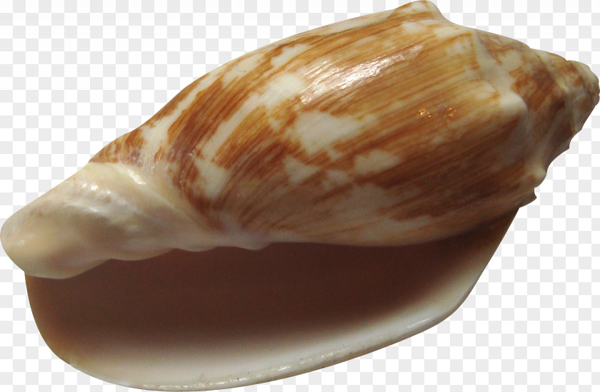 Conch Clam Shankha Seashell PNG