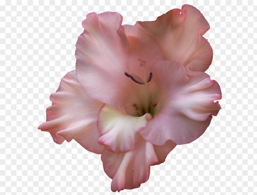 Gladiolus Flower Clip Art PNG